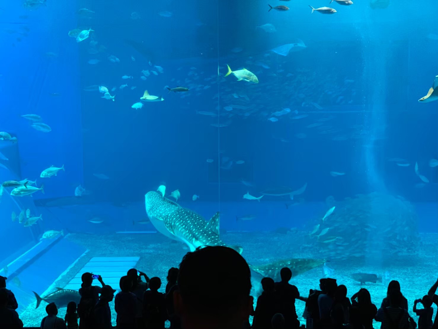 院内旅行～美ら海水族館編～